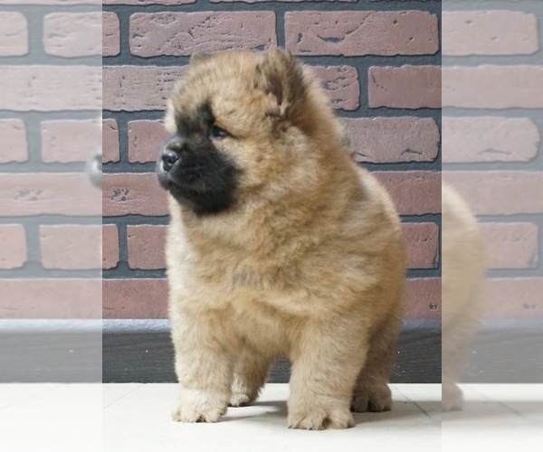 Medium Photo #3 Chow Chow Puppy For Sale in NAPPANEE, IN, USA