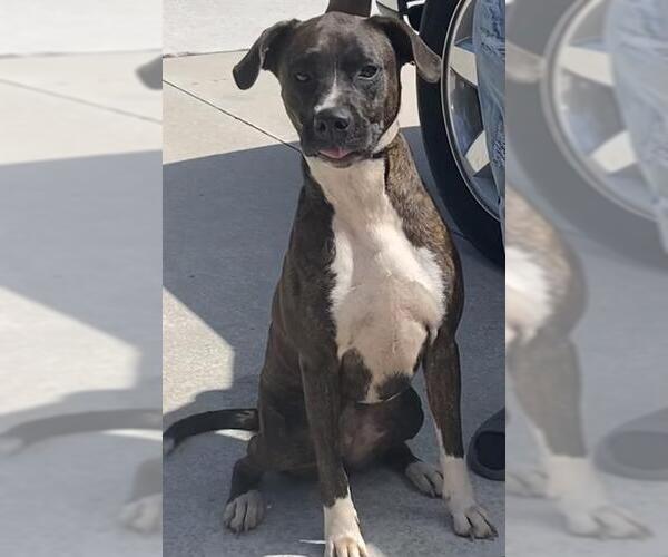 Medium Photo #1 American Staffordshire Terrier-Unknown Mix Puppy For Sale in Fort Lauderdale, FL, USA