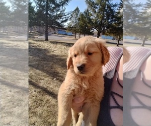 Golden Retriever Puppy for Sale in ZUMBROTA, Minnesota USA