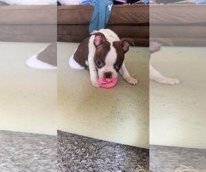 Boston Terrier Puppy for sale in BROOKVILLE HEIGHTS, IN, USA