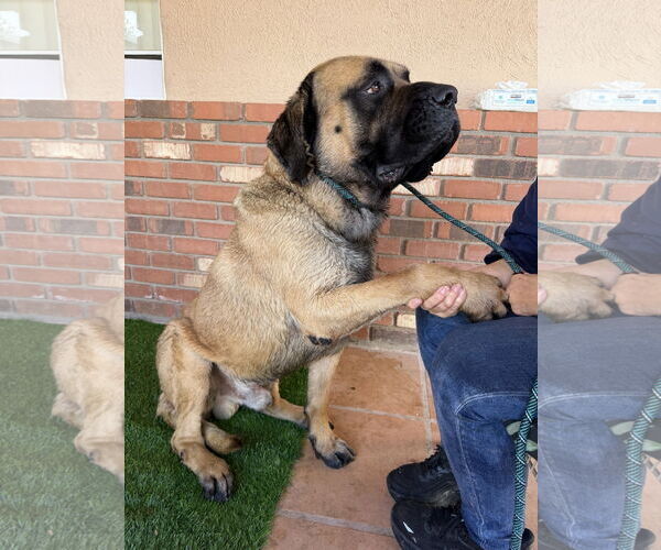 Medium Photo #3 Mutt Puppy For Sale in Goodyear, AZ, USA