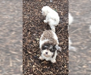 Mother of the Maltipoo puppies born on 09/15/2019