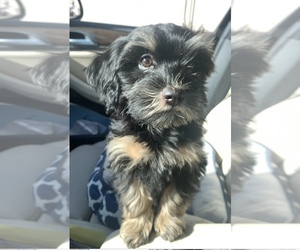 Havanese Puppy for sale in WALPOLE, MA, USA