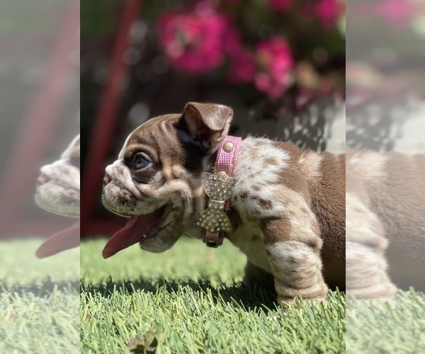 Medium Photo #10 Bulldog Puppy For Sale in LOS ANGELES, CA, USA