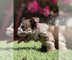 Small Photo #10 Bulldog Puppy For Sale in LOS ANGELES, CA, USA