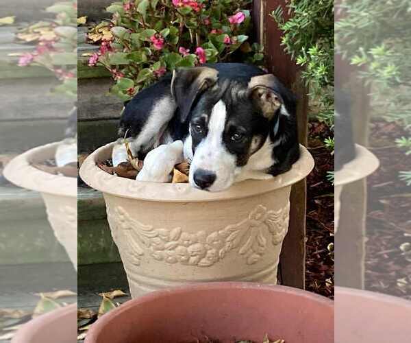Medium Photo #1 German Shepherd Dog-Unknown Mix Puppy For Sale in Aurora, IN, USA