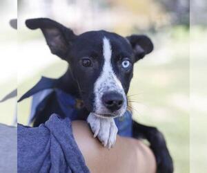 Mutt Dogs for adoption in San Antonio, TX, USA