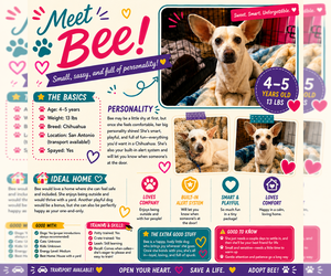 Chihuahua Dogs for adoption in FRAMINGHAM, MA, USA