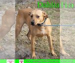 Small Photo #1 Australian Shepherd-Beagle Mix Puppy For Sale in Pensacola, FL, USA