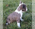 Small Photo #3 Faux Frenchbo Bulldog Puppy For Sale in EAST EARL, PA, USA