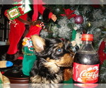 Small Photo #2 Yorkshire Terrier Puppy For Sale in BETHLEHEM, GA, USA