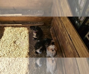 Mother of the Shih Tzu puppies born on 08/28/2025