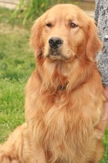 Father of the Golden Retriever puppies born on 08/05/2017