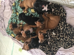 Boxer Puppy for sale in HOUSTON, TX, USA