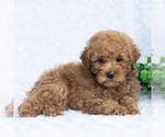 Small #1 Poodle (Miniature)