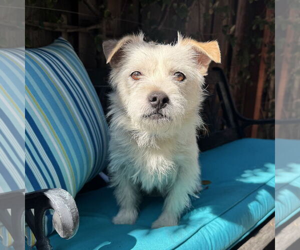 Medium Photo #4 Border Terrier-Jack Russell Terrier Mix Puppy For Sale in Santa Clara, CA, USA