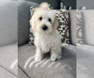 Schnoodle (Miniature) Puppy for sale in RICHMOND, IL, USA