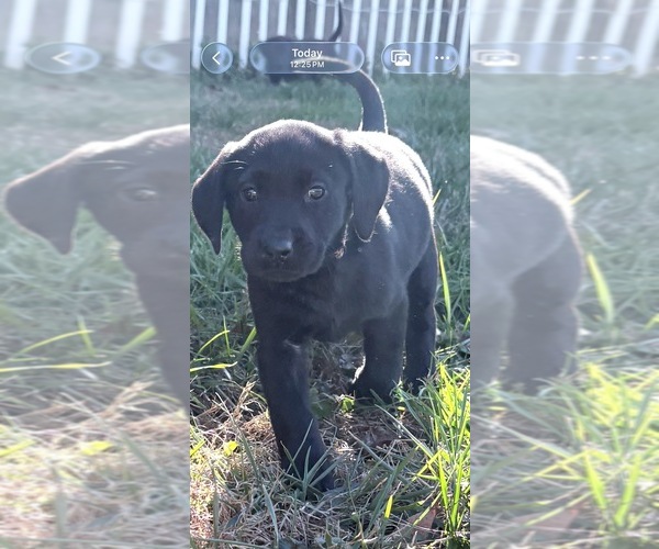 Medium Photo #10 Labrador Retriever Puppy For Sale in SIGNAL MOUNTAIN, TN, USA