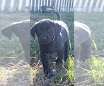 Small #9 Labrador Retriever