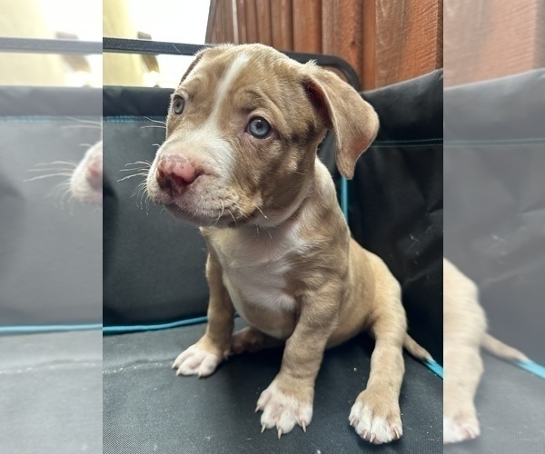 Medium Photo #5 American Bully Puppy For Sale in LATHROP, CA, USA