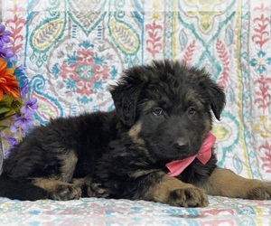 German Shepherd Dog Puppy for sale in LANCASTER, PA, USA