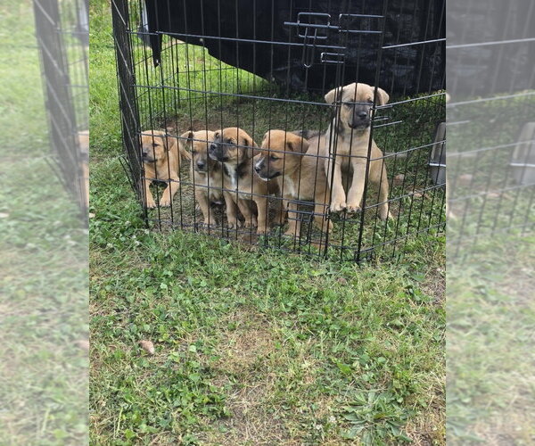 Medium Photo #4 Mutt Puppy For Sale in Brewster, NY, USA