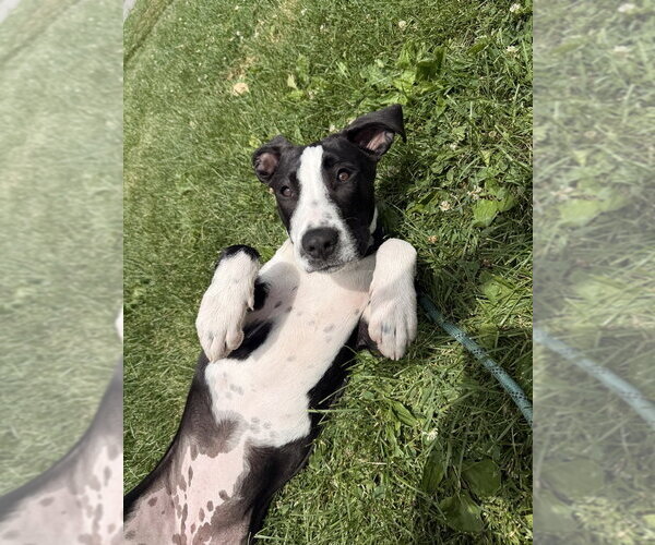 Medium Photo #5 Mutt Puppy For Sale in Elmsford, NY, USA