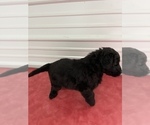 Small #7 Miniature Labradoodle