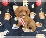 Small #3 Cavapoo (Standard)