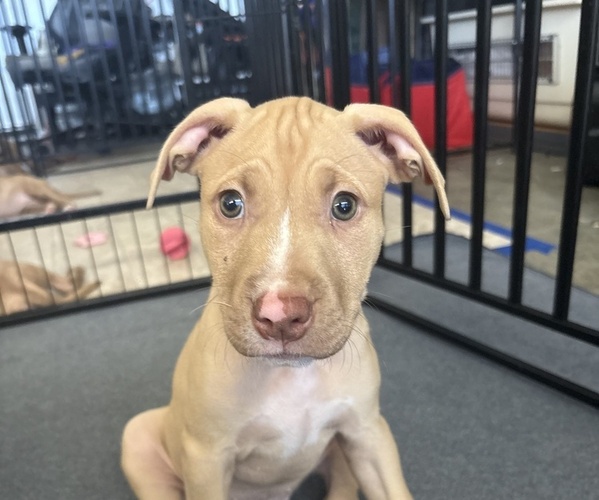 Medium Photo #1 American Pit Bull Terrier Puppy For Sale in LOS ANGELES, CA, USA