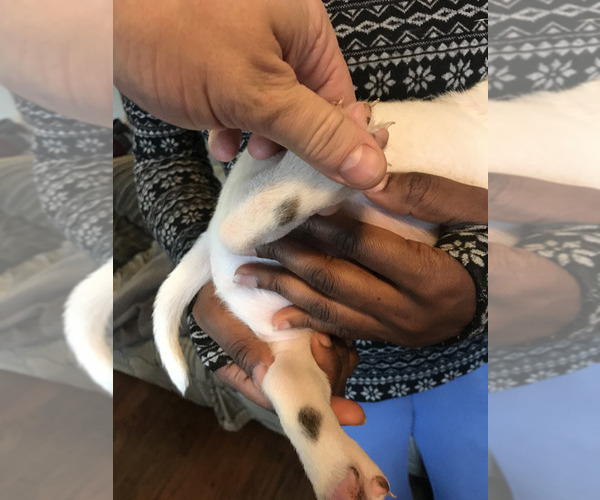 Medium Photo #5 American Bully Puppy For Sale in BOONE, IA, USA