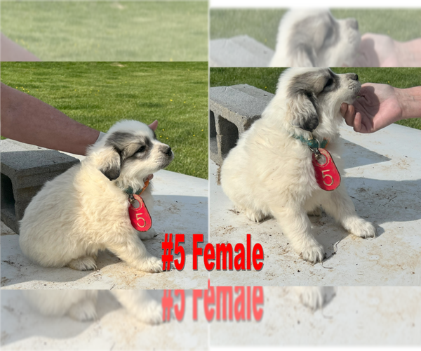 Medium Photo #3 Great Pyrenees Puppy For Sale in RUTHER GLEN, VA, USA