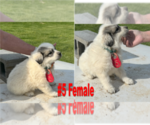 Small Photo #3 Great Pyrenees Puppy For Sale in RUTHER GLEN, VA, USA