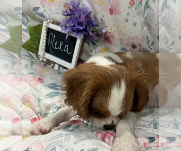 Medium Photo #8 Cavalier King Charles Spaniel Puppy For Sale in ABILENE, TX, USA