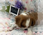 Small #7 Cavalier King Charles Spaniel