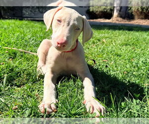 Doberman Pinscher-Unknown Mix Dogs for adoption in San Clemente, CA, USA