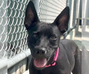 Labrador Retriever-Unknown Mix Dogs for adoption in Jefferson, WI, USA