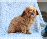 Small #2 Cavapoo (Miniature)