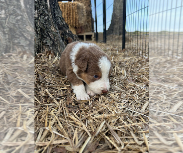 Medium Photo #21 Australian Shepherd Puppy For Sale in SMITHS GROVE, KY, USA