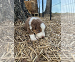 Small Photo #21 Australian Shepherd Puppy For Sale in SMITHS GROVE, KY, USA
