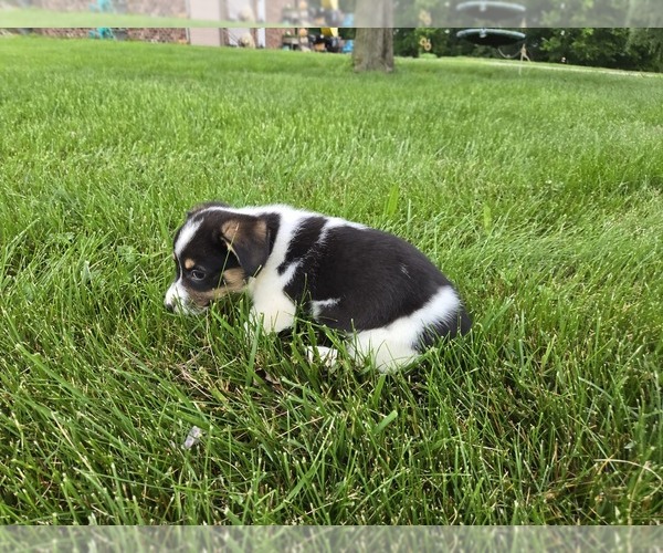 Medium Photo #2 American Corgi Puppy For Sale in CARLYLE, IL, USA