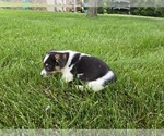 Small #1 American Corgi