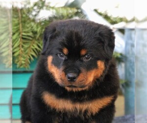Rottweiler Puppy for sale in GORDONVILLE, PA, USA