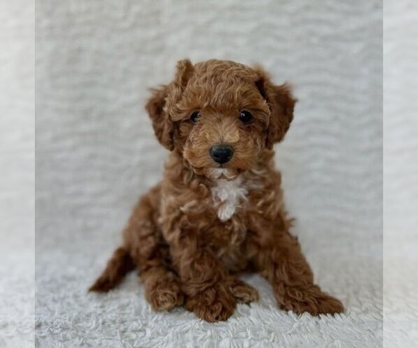 Medium Photo #3 Maltipoo Puppy For Sale in HONEY BROOK, PA, USA