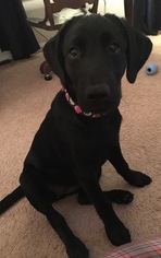 Labrador Retriever Puppy for sale in LEAGUE CITY, TX, USA