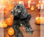 Puppy Talia Bernedoodle