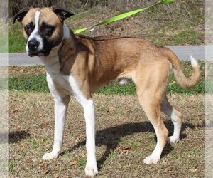 Boxer-Saint Bernard Mix Dogs for adoption in Prattville, AL, USA