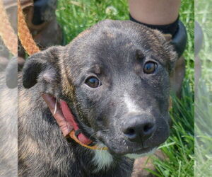 American Staffordshire Terrier-Huskies  Mix Dogs for adoption in Huntley, IL, USA