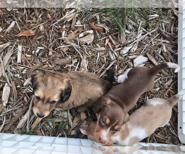 Medium Photo #31 Dachshund Puppy For Sale in LAKEBAY, WA, USA