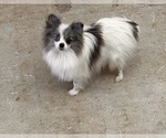 Small Photo #1 Pomeranian Puppy For Sale in MIDDLEBURY, IN, USA